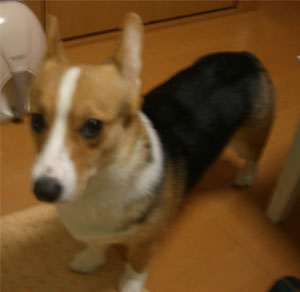 ���������߂��H